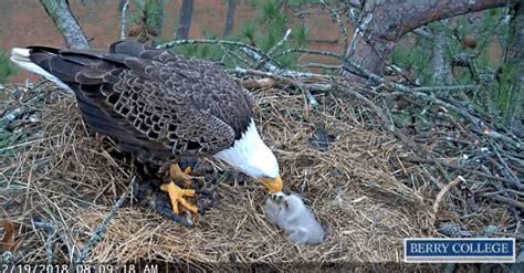 berry eagles cam 1|berry college cam 1.